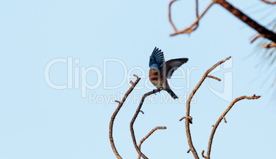 Eastern bluebird Sialia sialis perches on a pine tree