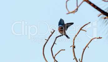Eastern bluebird Sialia sialis perches on a pine tree