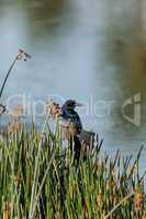 Boat tailed Grackle bird Quiscalus quiscula