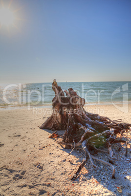 Driftwood on white sand beach of Delnor-Wiggins Pass State Park