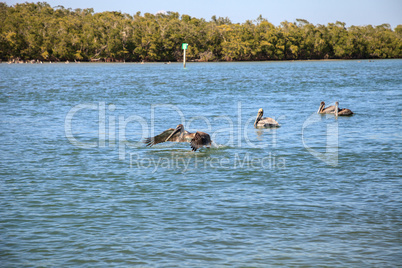 Brown pelican Pelecanus occidentalis flies over the ocean at Del