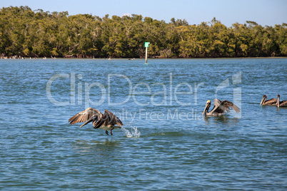 Brown pelican Pelecanus occidentalis flies over the ocean at Del