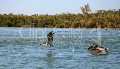 Brown pelican Pelecanus occidentalis flies over the ocean at Del