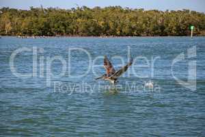 Brown pelican Pelecanus occidentalis flies over the ocean at Del