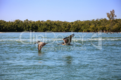 Brown pelican Pelecanus occidentalis flies over the ocean at Del