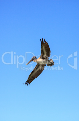 Brown pelican Pelecanus occidentalis flies over the ocean at Del