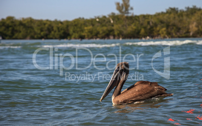 Brown pelican Pelecanus occidentalis flies over the ocean at Del