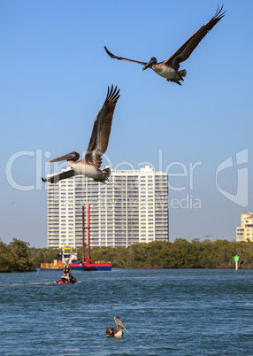 Brown pelican Pelecanus occidentalis flies over the ocean at Del