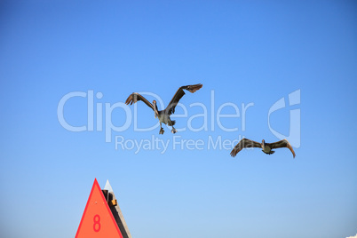 Brown pelican Pelecanus occidentalis flies over the ocean at Del