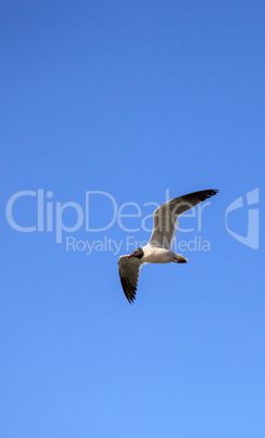 Laughing gull Leucophaeus atricilla flies over the ocean