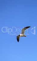Laughing gull Leucophaeus atricilla flies over the ocean