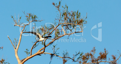 Swallow-tailed kite collects Spanish moss to build a nest