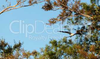 Swallow-tailed kite collects Spanish moss to build a nest