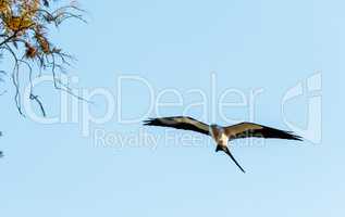 Swallow-tailed kite collects Spanish moss to build a nest