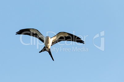Swallow-tailed kite collects Spanish moss to build a nest