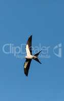 Swallow-tailed kite collects Spanish moss to build a nest