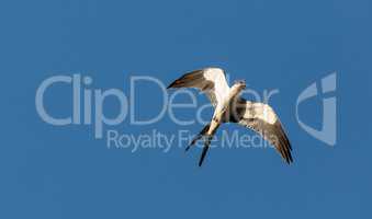 Swallow-tailed kite collects Spanish moss to build a nest