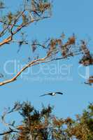 Swallow-tailed kite collects Spanish moss to build a nest