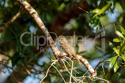 Great crested flycatcher bird Myiarchus crinitus