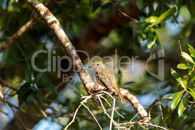 Great crested flycatcher bird Myiarchus crinitus