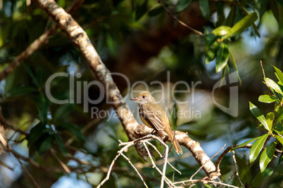 Great crested flycatcher bird Myiarchus crinitus