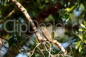 Great crested flycatcher bird Myiarchus crinitus