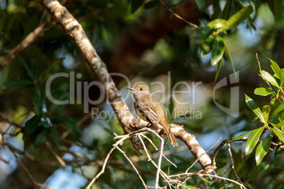 Great crested flycatcher bird Myiarchus crinitus