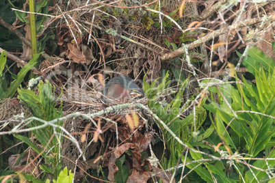 Nesting Green heron Butorides virescens