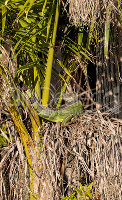 Green iguana stretches out under a palm tree