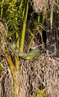 Green iguana stretches out under a palm tree