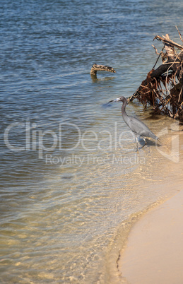 Little blue heron bird Egretta caerulea