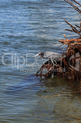 Little blue heron bird Egretta caerulea