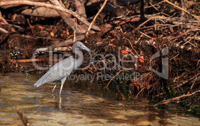 Little blue heron bird Egretta caerulea