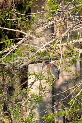 Green heron Butorides virescens hunts in a pond