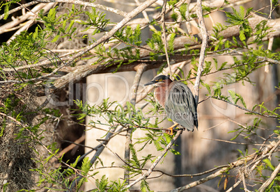 Green heron Butorides virescens hunts in a pond