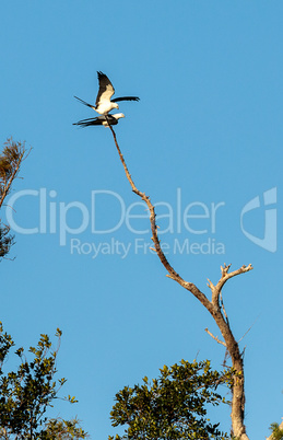 Two Swallow-tailed kite birds mate on top of a dead tree
