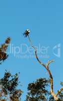 Two Swallow-tailed kite birds mate on top of a dead tree