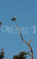 Two Swallow-tailed kite birds mate on top of a dead tree