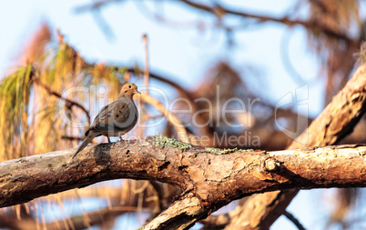 Mourning dove Zenaida macroura bird perches in a tree