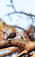 Mourning dove Zenaida macroura bird perches in a tree