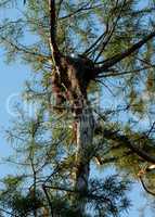 Swallow-tailed kite collects Spanish moss to build a nest