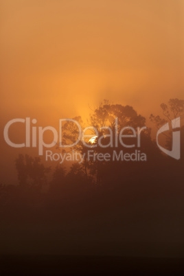Orange silhouette of the sun rising through the trees