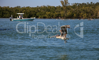 Brown pelican Pelecanus occidentalis flies over boats