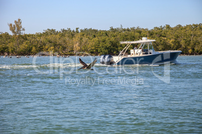 Brown pelican Pelecanus occidentalis flies over boats