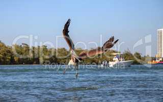 Brown pelican Pelecanus occidentalis flies over boats
