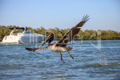 Brown pelican Pelecanus occidentalis flies over boats