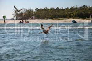 Brown pelican Pelecanus occidentalis flies over boats