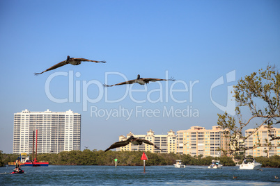 Brown pelican Pelecanus occidentalis flies over boats