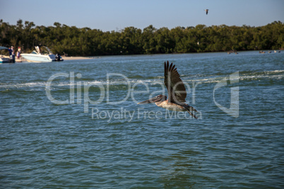 Brown pelican Pelecanus occidentalis flies over boats