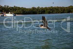 Brown pelican Pelecanus occidentalis flies over boats